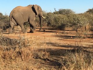South African elephant in wilderness